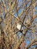 Bird in a bush.