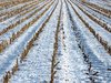 Cut Corn & Snow