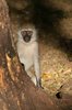 Vervet Monkey