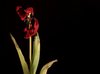 Withered tulip