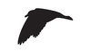 silhouette flying seagull