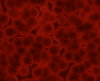 Bacteria 3