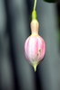 Single bud