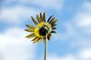 White and yellow daisy 2