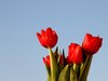 Bouquet of tulips with blue sk