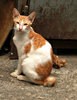 alley cat keeping watch