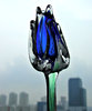 glass tulip