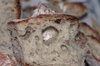 Wheat bread texture