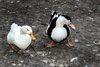 ducks