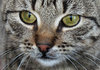 cat eyes