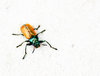 bug