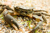 crab 2