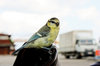 small bird