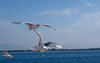 seagull 4
