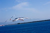 seagull 1