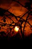bramble sunset