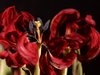 Withered tulip