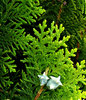 conifer colour