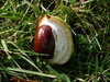 Chestnut