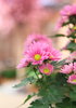 Pink Flowers 1