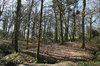 Winter Woodland