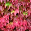 Ivy leaves abstract 4