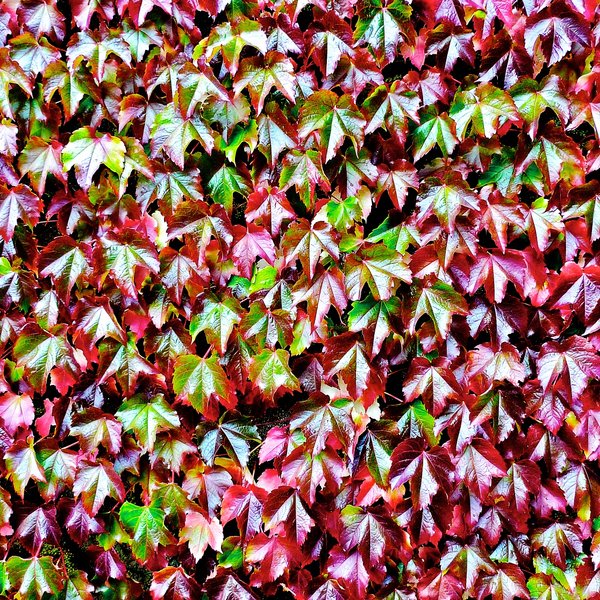 Ivy leaf abstract 2: Images of ivy leaves on a castle near Aberdeen in north eastern Scotland