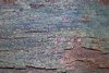 Bark texture