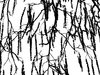 Tree silhouette