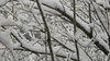 Snowy trees