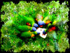 Rainbow Lorikeets Feeding