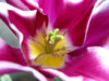 tulip 1