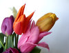 tulips 2