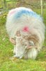 Ram, HDR