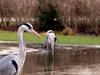 Herons