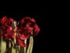 Withered tulip