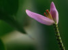 Banana Flower