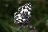 Marbled white butterfly