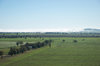 agriculture
