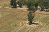 rural