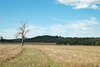 rural