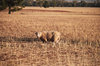 animal