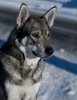Dog watching