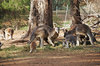 kangaroos