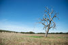 rural