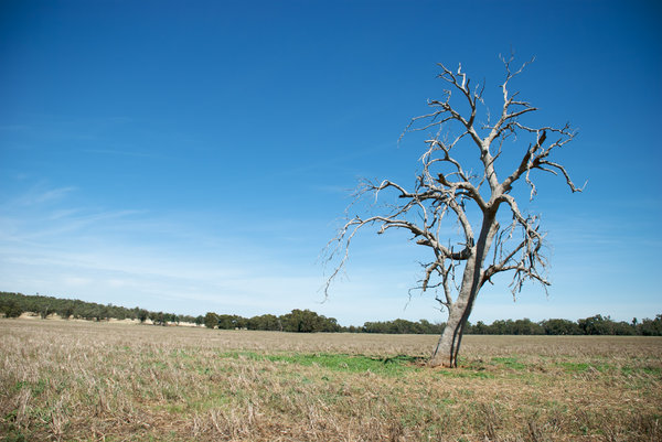 rural: a dead gum tree in a paddock