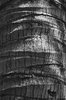 Coconut bark B/W