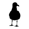 Silhouette Seagul