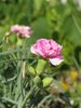 pink carnation