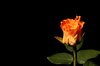 Orange roses